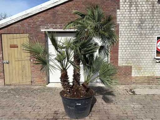 European dwarf palm multi-stemmed - Chamaerops Humilis - height approx. 280 cm