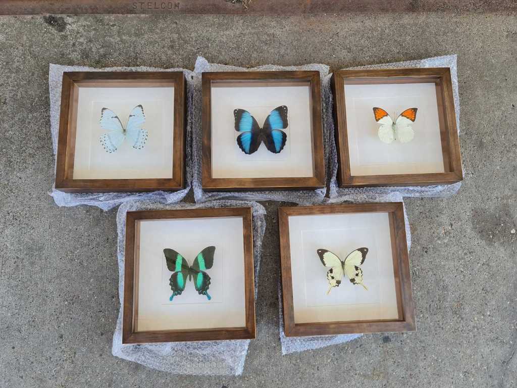 Lists of real butterflies