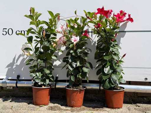 3x Dipladenia Rio MIX P14 Pyramide – Höhe ca. 60 cm