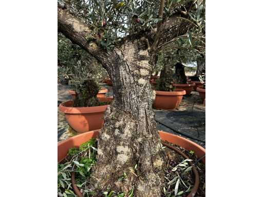  OLEA EUROPEA TARRINA 