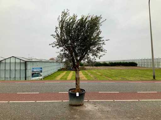 Olijfboom (Olea Europaea Lessini)