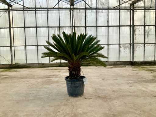 Palma (Cycas revoluta)