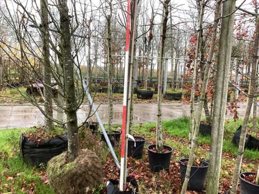 Rowan - copaci topiari