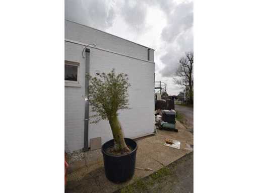 young skin olive - Olive tree