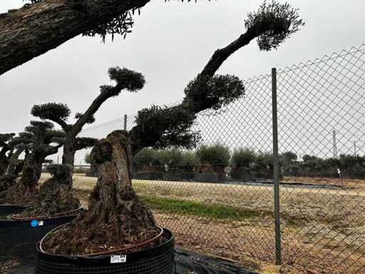 Jubiläums-Olivenbäume – Olea Europea Pom Pom Secolare