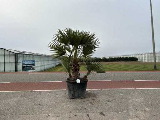 Palmen-Mehrstämmige (Chamaerops Humilis)