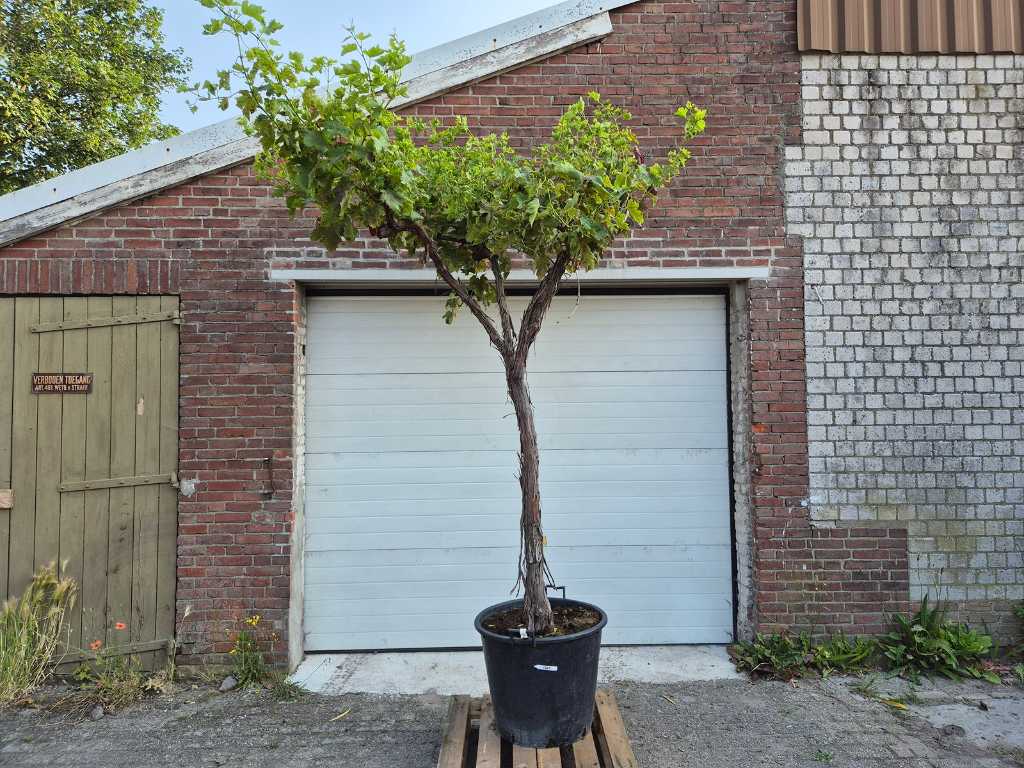 Druivenboom - Vitis Vinifera Media - Vrucht- / fruitboom - hoogte ca. 300 cm
