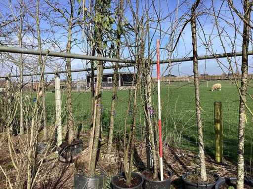 Wilde appel - Meerstammige boom (2x)