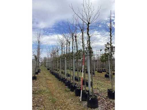 Platan - Copaci topiari (5x)