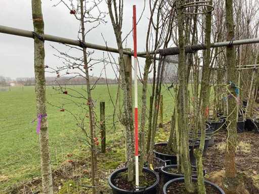Japanese Ornamental Cherry - Multi-stemmed tree