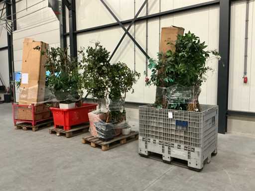 Batch of artificial plants