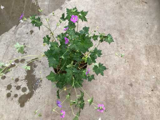 Geranium(50)