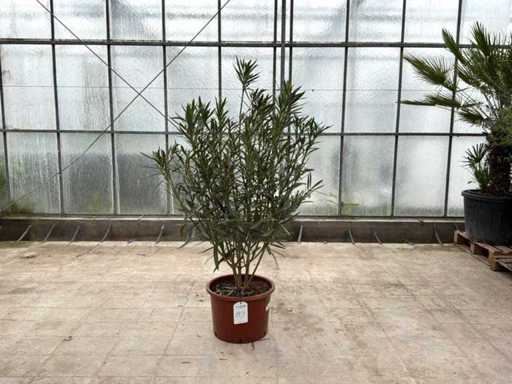 Nerium Oleander Rood