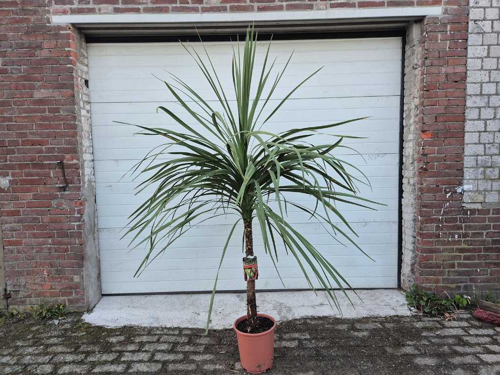 Cordyline Indivisa - Palmboom op stam - hoogte ca. 180 cm