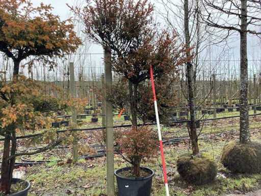 Venijnboom - Copac topiar