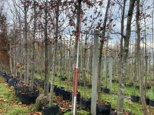 Carpenul - Arborele topiar