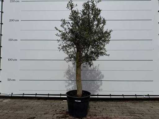 Olivenbaum Florida – Olea Europaea – Höhe ca. 170 cm