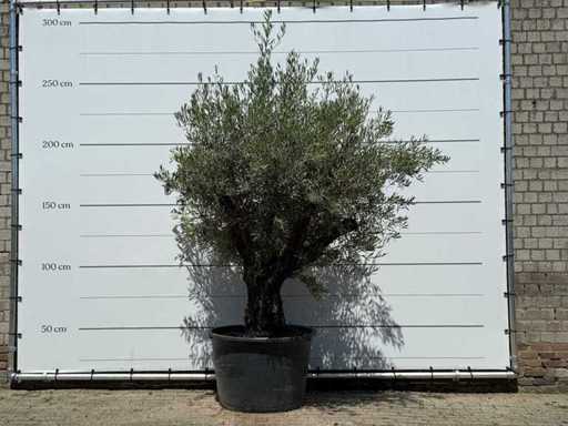 Măslin Piele bătrână - Olea Europaea - aprox. 75 de ani - înălțime aprox. 250 cm