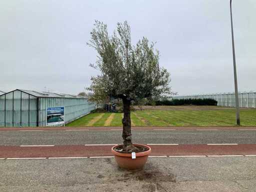Olijfboom (Olea Europaea Lessini)
