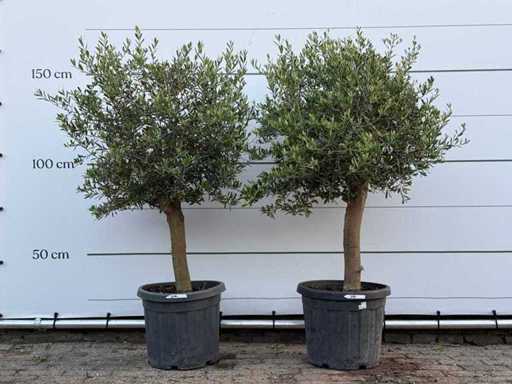 2x drzewo oliwne Florida - Olea Europaea - ok. 25 lat - wysokość ok. 160 cm