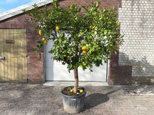 Limone - Albero da frutto / albero da frutto - Altezza circa 250 cm