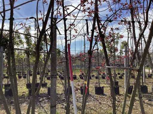 Măr crab - Copaci cu tulpini multiple