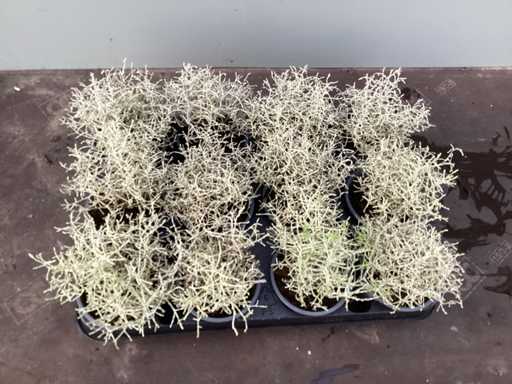 Perennials Calecephalum (100)