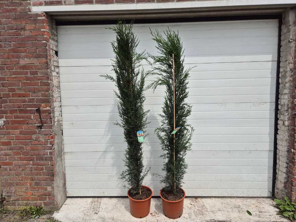 2x Italienische Zypresse - Mediterraner Baum - Cupressus Simpervirens - Höhe ca. 200 cm