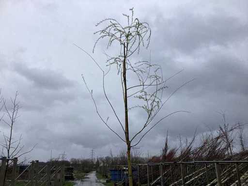 Treurwilg - Parkboom (5x)