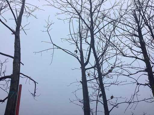 Oak tree - Topiary tree