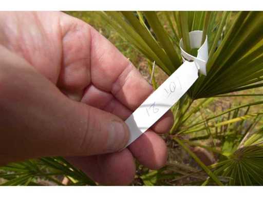 palm - Mediterranean Tree