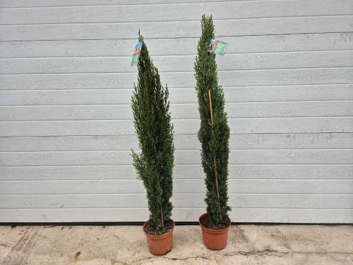 Cyprès italien - arbre méditerranéen - Cupressus Simpervirens - Hauteur environ 80-100 cm (2X)