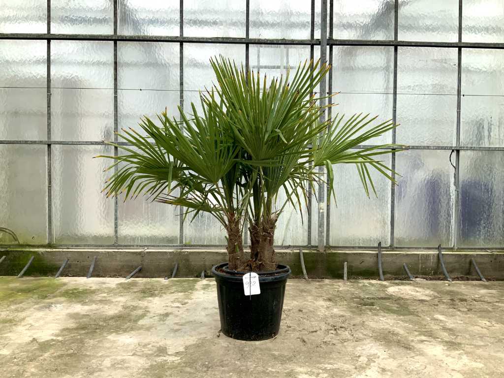 Palmier multi-tronc (Trachycarpus Fortunei)