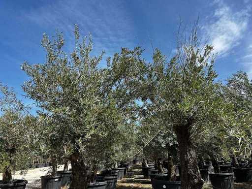 Europäische Olive (2x)