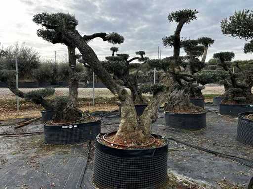 POM POM - Olive tree in exemplary basket