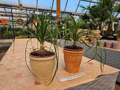 Ensemble de 2 pieds d’éléphant (Beaucarnea) dans des pots décoratifs en terre cuite