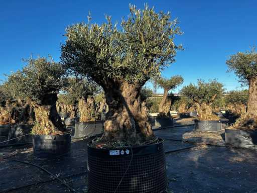 Olive tree in basket Specimen