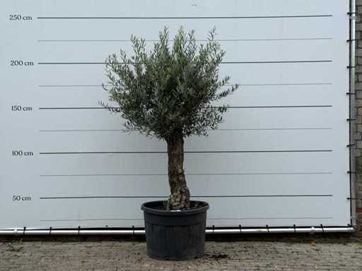 Bonsai d'ulivo - Olea Europaea - circa 40 anni - altezza circa 210 cm