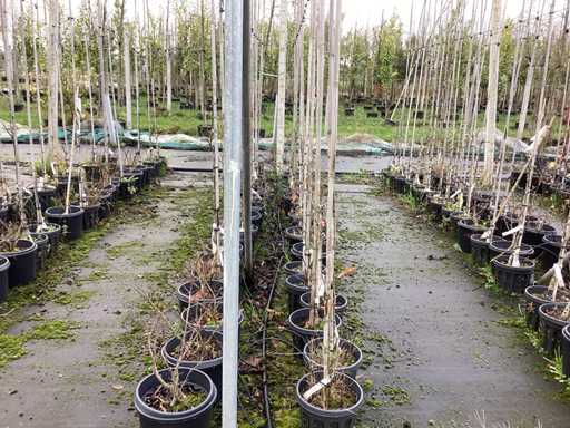 Ró?ne gatunki - Drzewo ozdobne (30x)