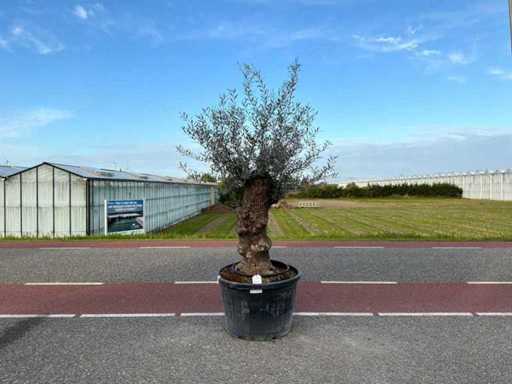 Drzewo oliwne (Olea europaea lessini)