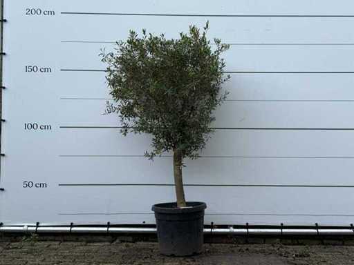 Olive tree Florida - Olea Europaea - environ 15 ans - hauteur environ 180 cm