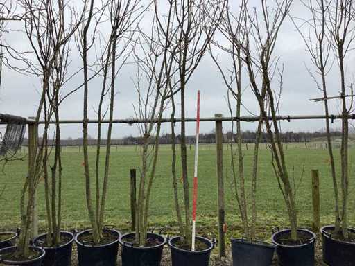 Japanese Ornamental Cherry - Multi-stemmed tree