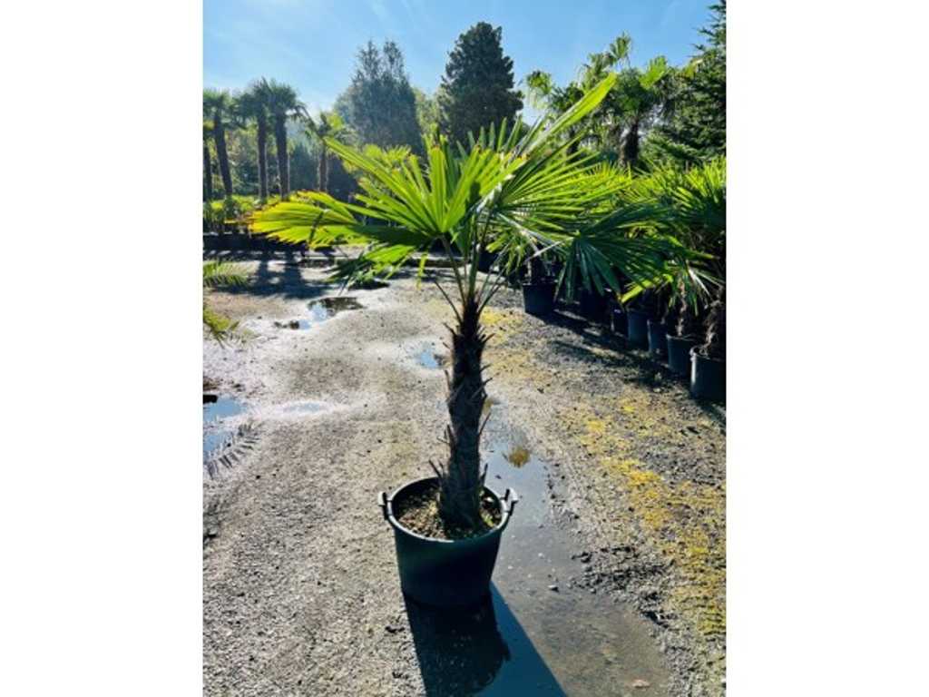 Trachycarpus fortunei 190cm incl pot, trunk height 60/80cm