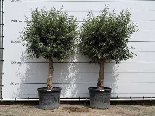 2x Olijfboom bolvorm - Olea Europaea - ca. 40 jaar oud - hoogte ca. 220 cm