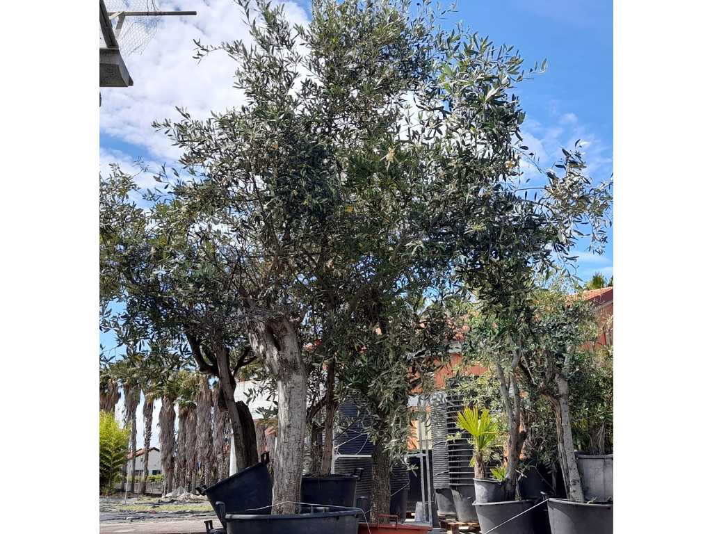 Potted Olive Trees (7x)
