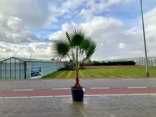 Palmboom (Washingtonia Robusta)