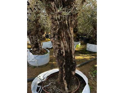 OLEA EUROPEA SECOLARE  