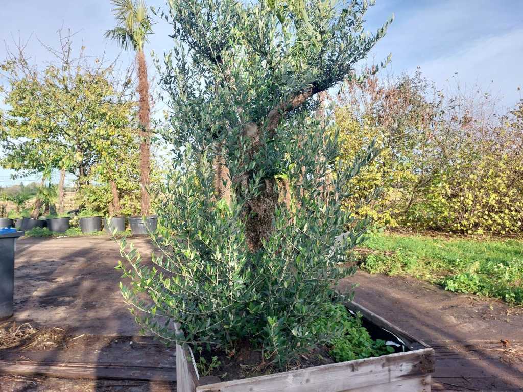 Bonsai Olivenbaum in Holzkiste (Winterhart)