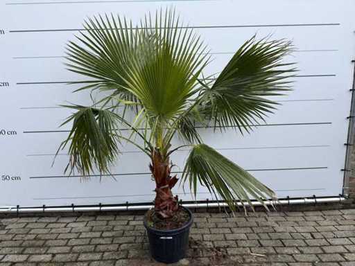 Mexican fan palm - Washingtonia Robusta - height approx. 200 cm 