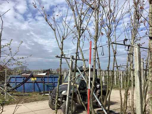 Cireșul ornamental japonez - Pom cu mai multe tulpini